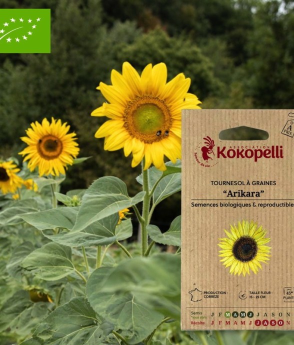 Tournesol à Graines...