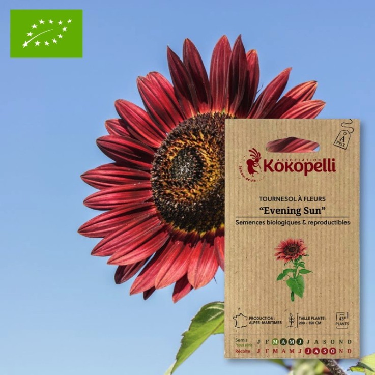 Tournesol à Fleurs Evening Sun- Graines bio à semer