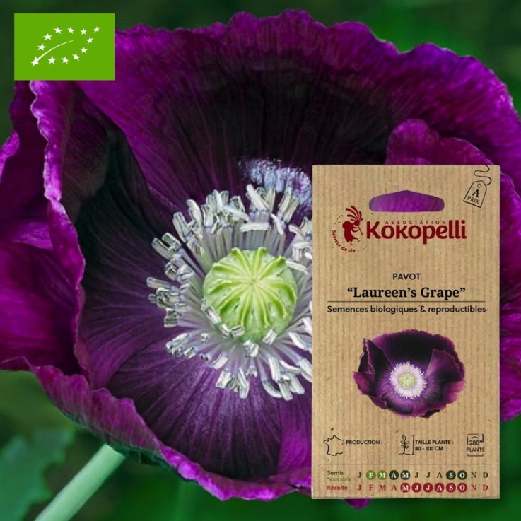 Pavot Laureen's Grape- Graines bio à semer