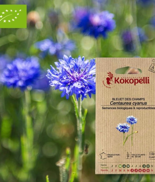 Bleuet Des Champs- Graines...