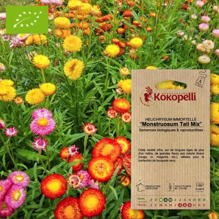 Immortelle à Bractée Monstruosum Tall Mix- Graines bio à semer