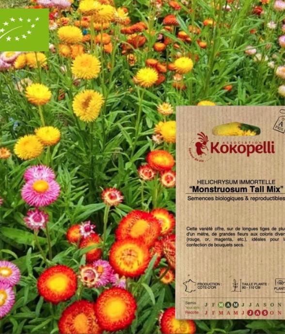 Immortelle à Bractée...