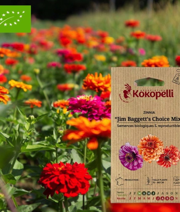 Zinnia Jim Baggett's Choice...