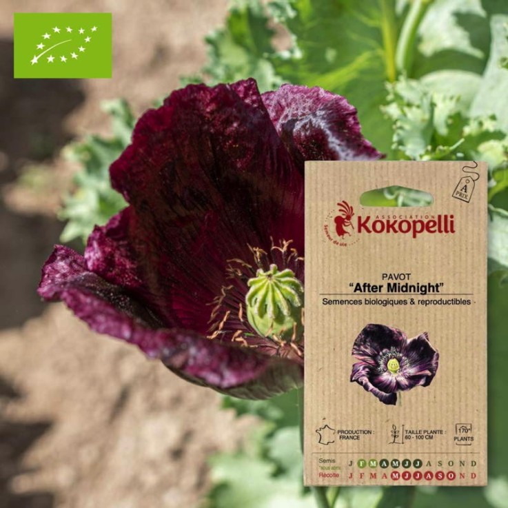 Pavot After Midnight- Graines bio à semer