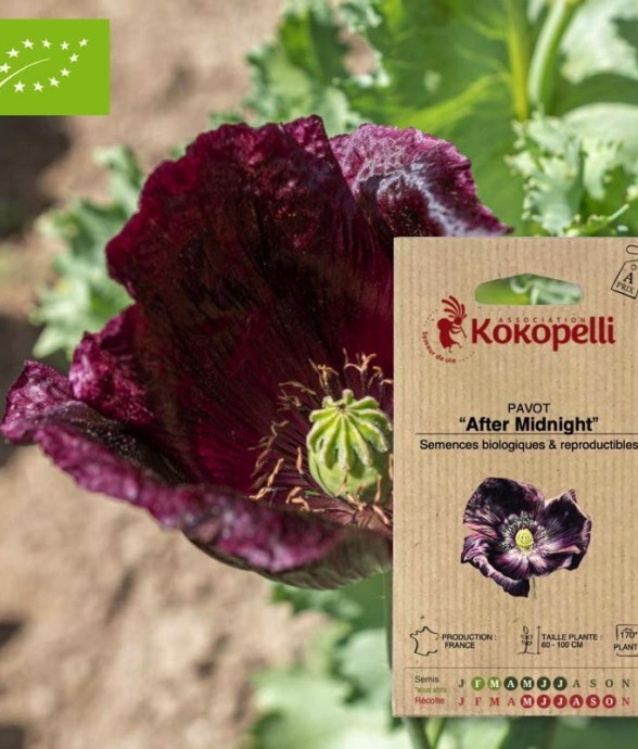 Pavot After Midnight-...