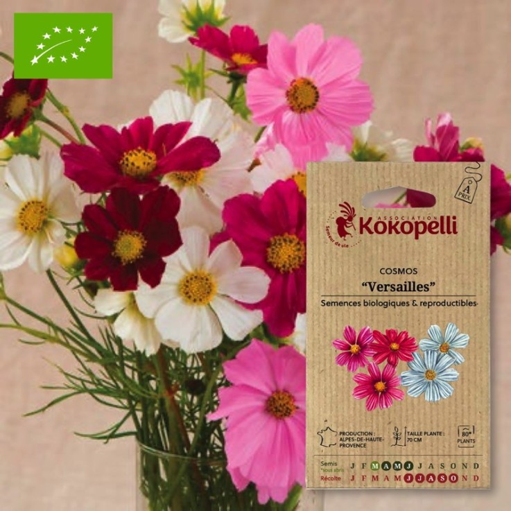 Cosmos Versailles- Graines bio à semer