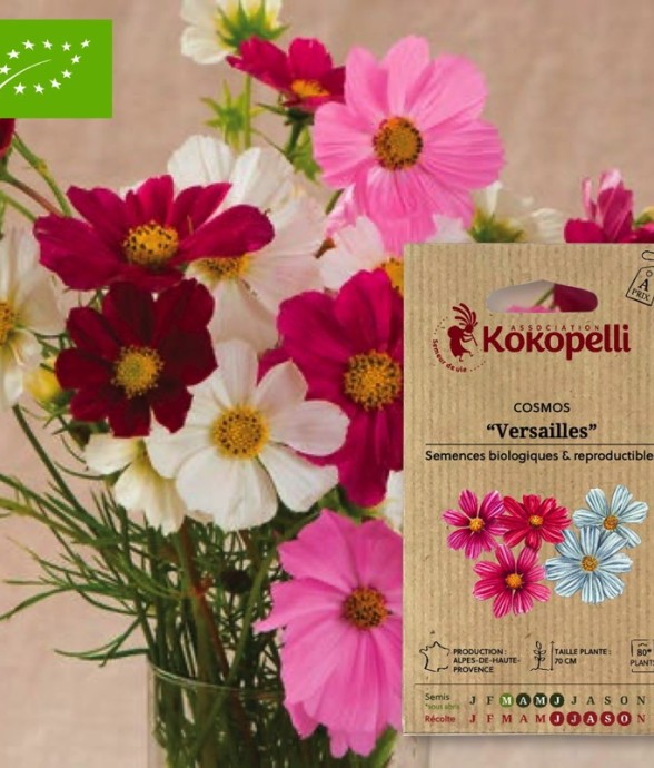 Cosmos Versailles- Graines...