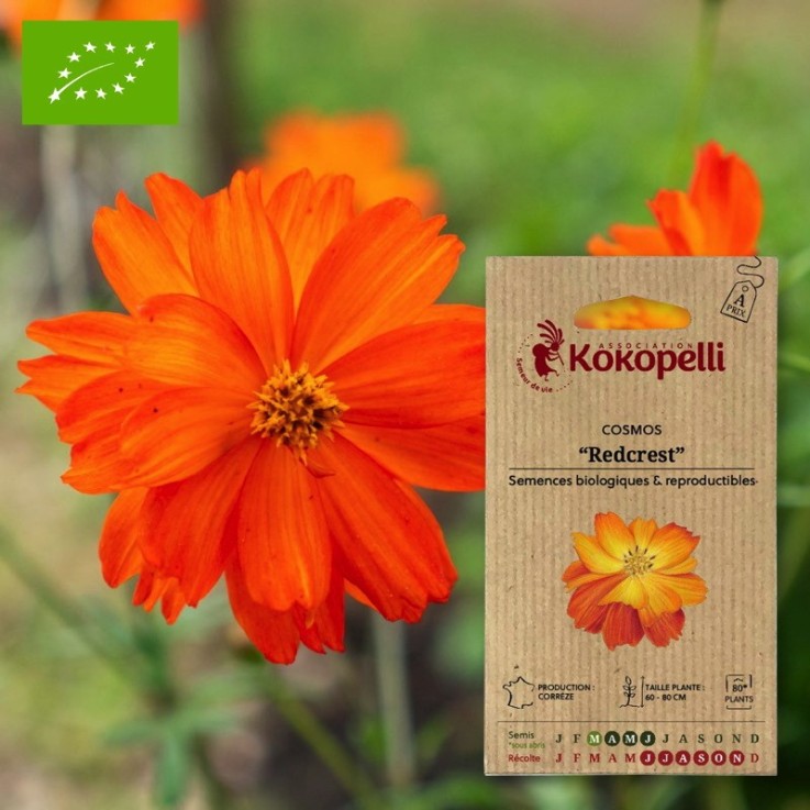 Cosmos Redcrest- Graines bio à semer