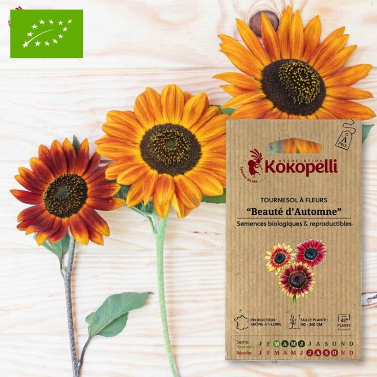 Tournesol à Fleurs Beauté d'Automne- Graines bio à semer
