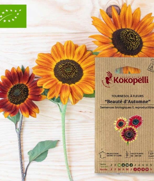 Tournesol à Fleurs Beauté...