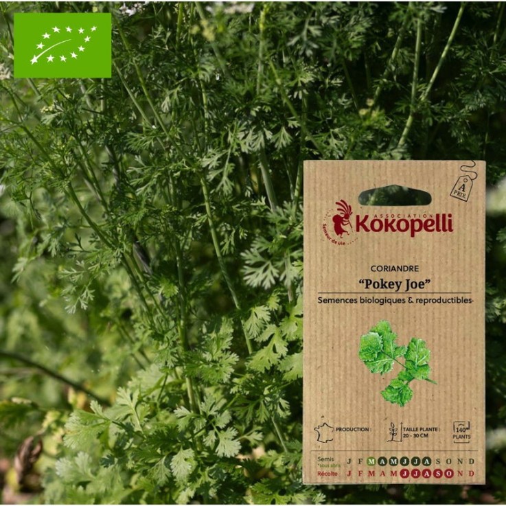 Graines bio à semer - Coriandre Pokey Joe
