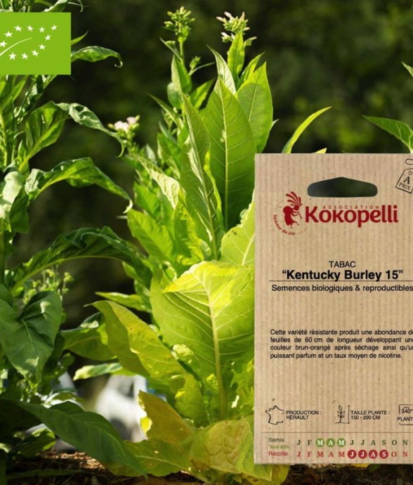 Graines bio à semer - Tabac...