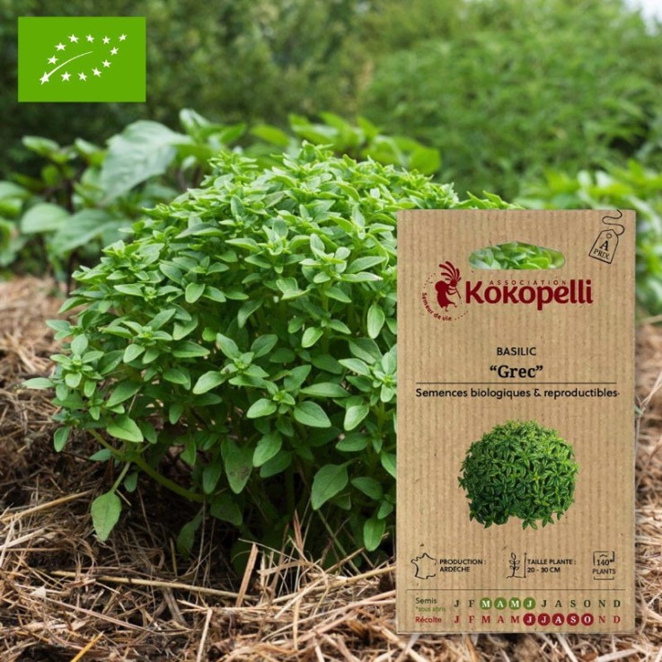 Graines bio à semer - Basilic Grec