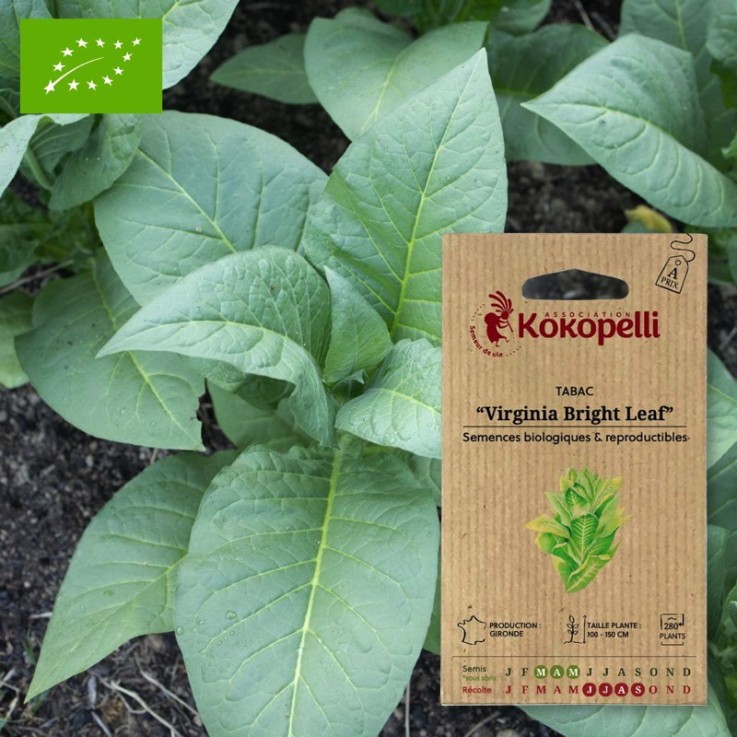 Graines bio à semer - Tabac Virginia Bright Leaf