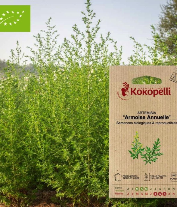 Graines bio à semer -...