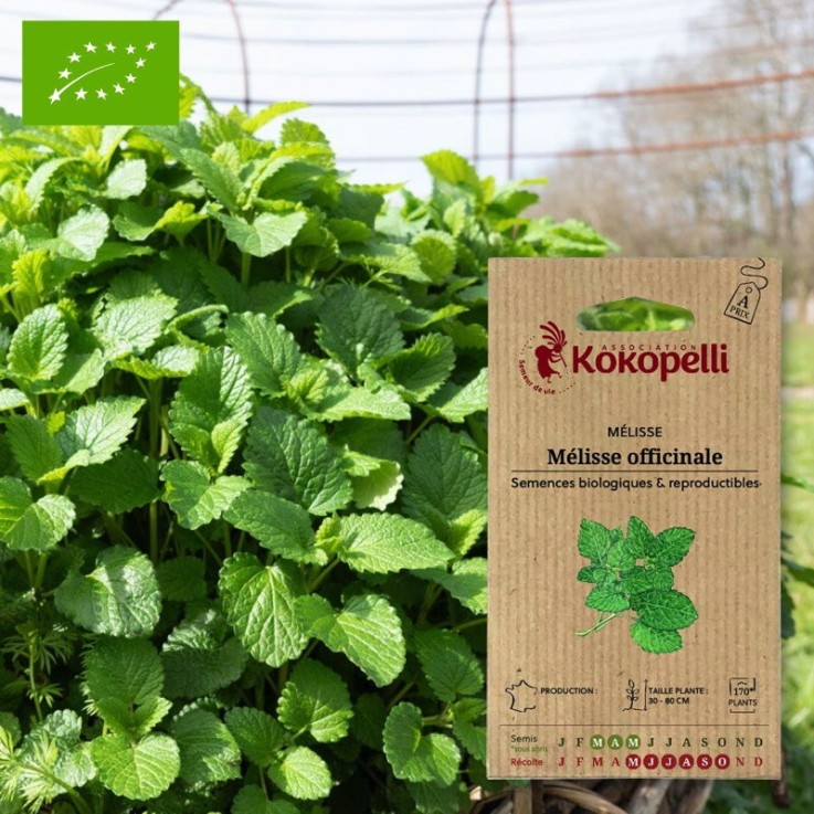 Graines bio à semer - Mélisse officinale