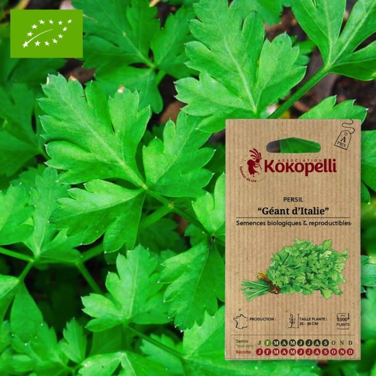 Graines bio à semer - Persil Géant d'Italie