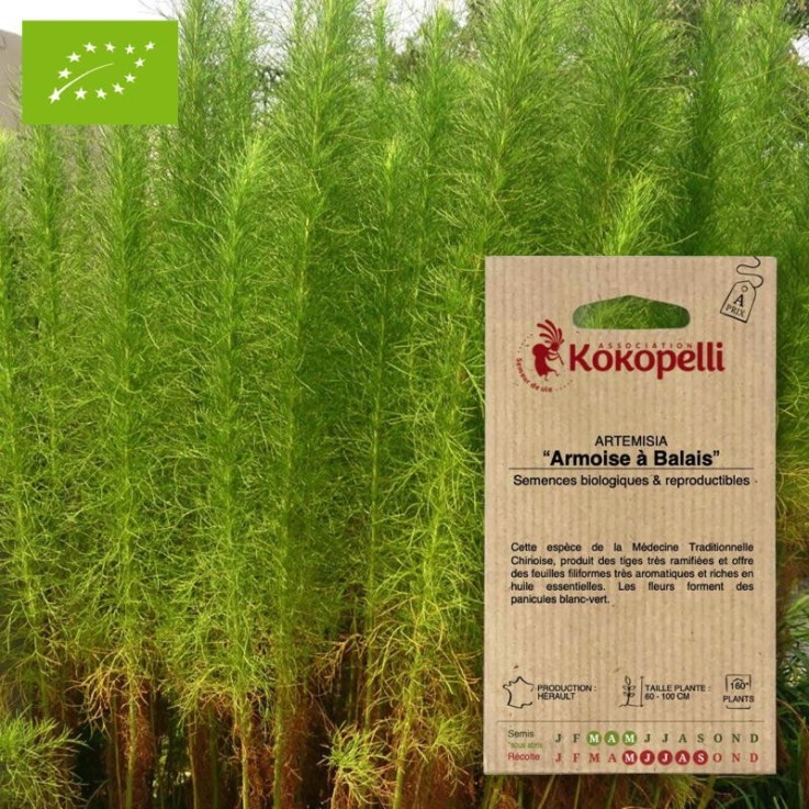Graines bio à semer - Artemisia Armoise à balais
