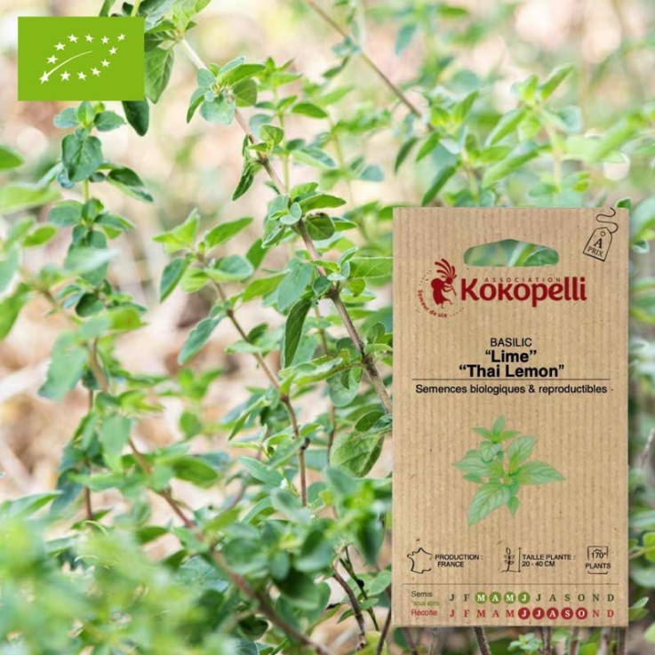 Graines bio à semer - Basilic Lime / Thai Lemon