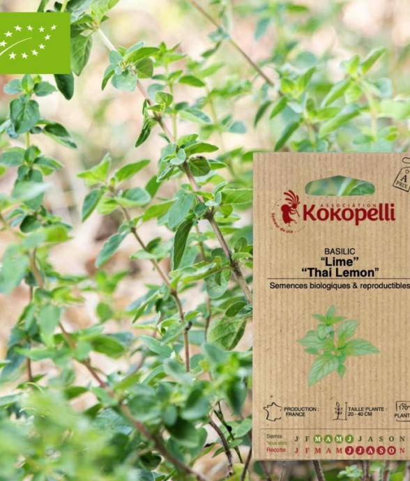 Graines bio à semer -...