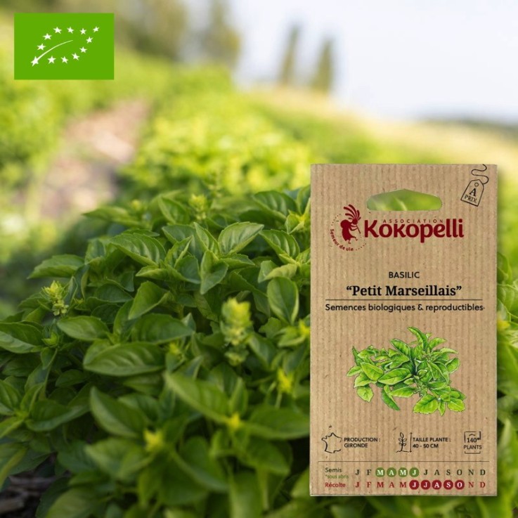 Graines bio à semer - Basilic Petit Marseillais