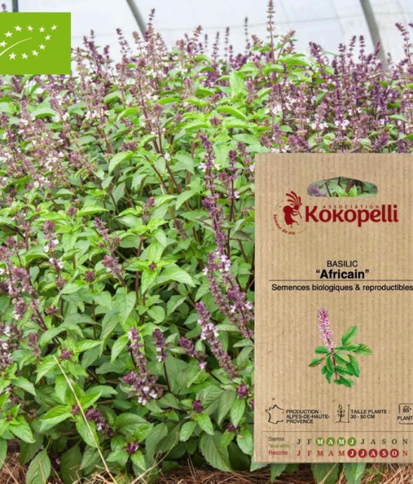 Graines bio à semer -...