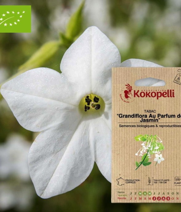 Graines bio à semer - Tabac...