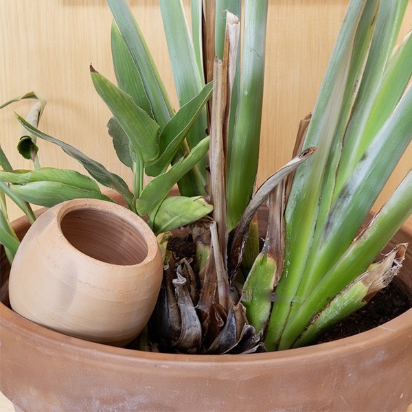 4 Ollas à planter 0,15L