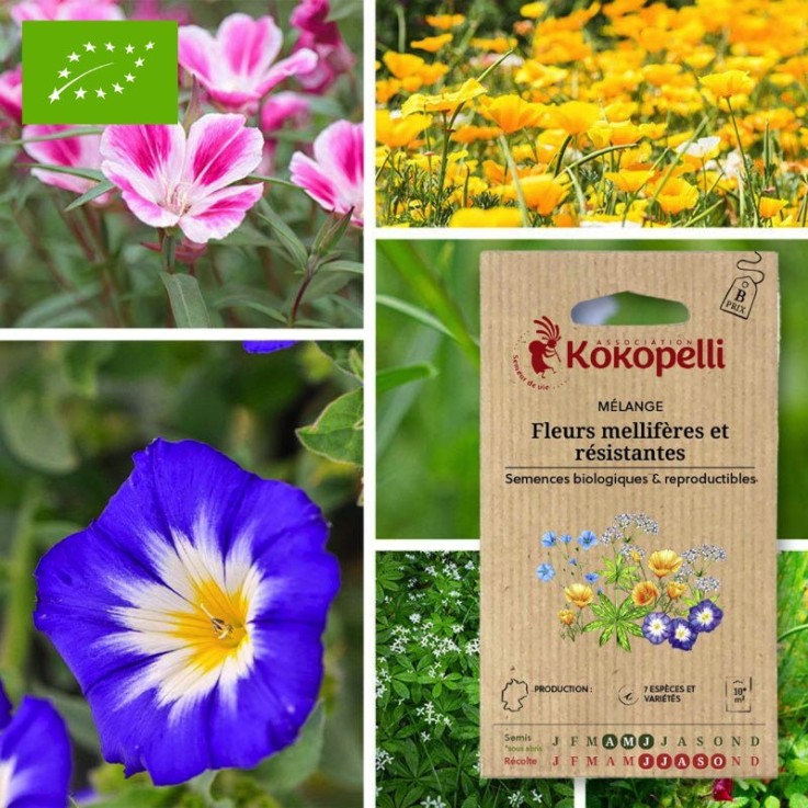 Mélange Fleurs mellifères et résistantes- Graines bio à semer