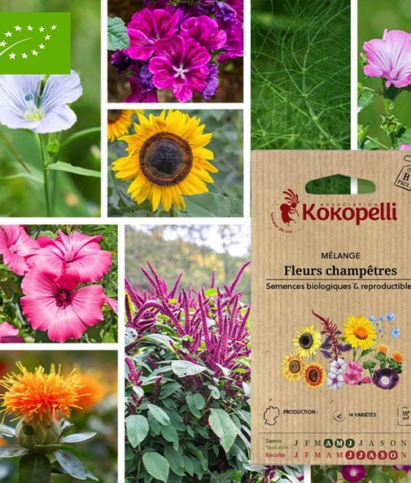 Mélange Fleurs champêtres-...