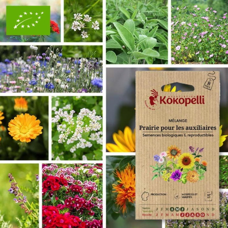 Mélange Prairie pour les auxiliaires- Graines bio à semer
