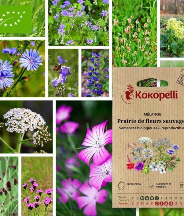 Mélange Prairie de fleurs...