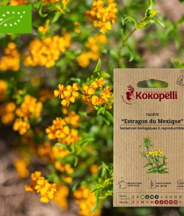 Tagète Estragon du Mexique-...