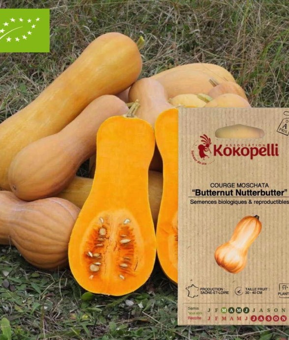 Courge Moschata Butternut...