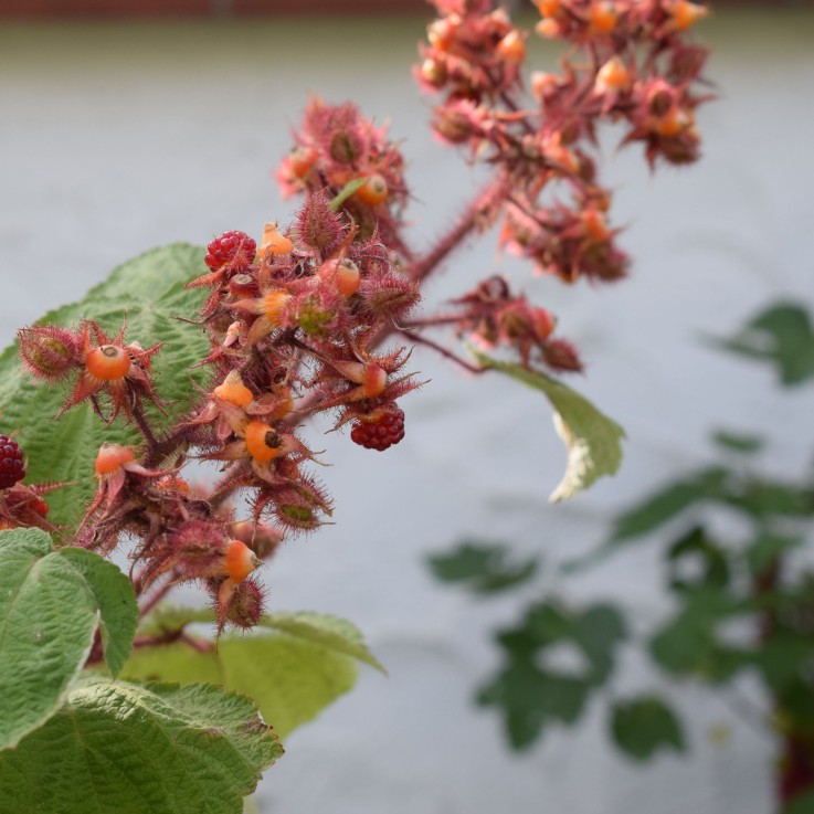 Framboisier du Japon - Lot de 2 - Rubus phoenicolasius - Hauteur 50-60cm - ø15cm