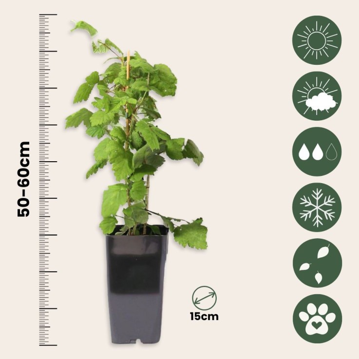 Framboisier du Japon - Lot de 2 - Rubus phoenicolasius - Hauteur 50-60cm - ø15cm