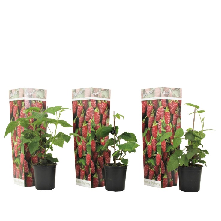 Framboise de Tay - Set de 3 - Rubus 'Tayberry' - Hauteur 25-40cm - ⌀9cm