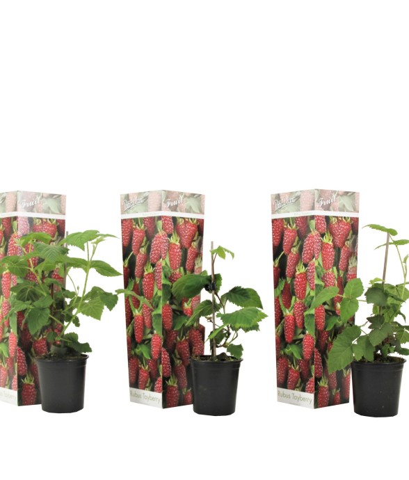 Framboise de Tay - Set de 3...