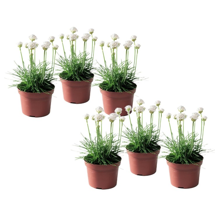Oeillet des sables - Set de 6 - Armeria maritima 'Deep White' - H20-30cm - ⌀12cm