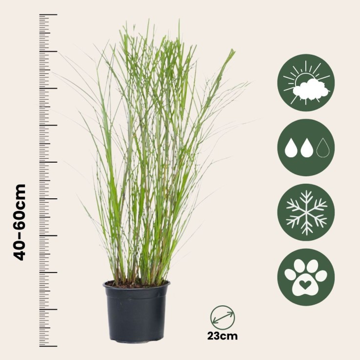 Roseau de Chine - Set de 2 - Miscanthus 'Gracillimus' - H40-60cm - ⌀23cm