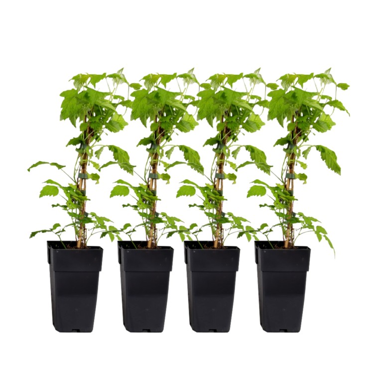 Framboisier - Set de 4 - Rubus idaeus 'Malling Promise' - H50-60cm - ⌀15cm