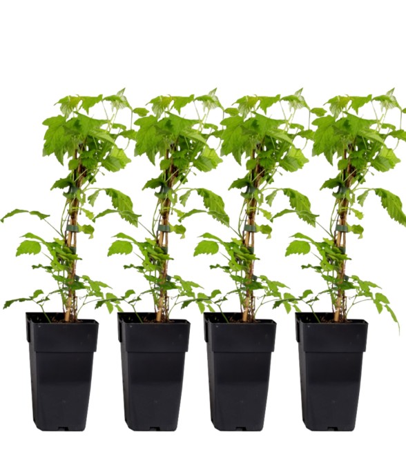 Framboisier - Set de 4 -...