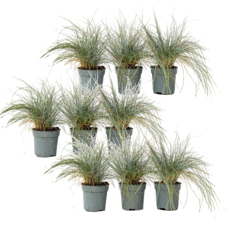 Fétuque - Set de 9 - Festuca glauca 'Elijah Blue' - Hauteur 10-15cm - ⌀9cm