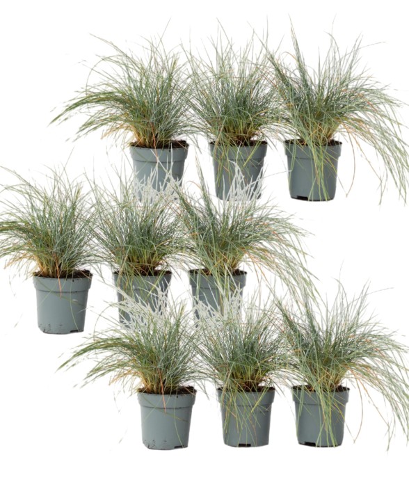 Fétuque - Set de 9 -...