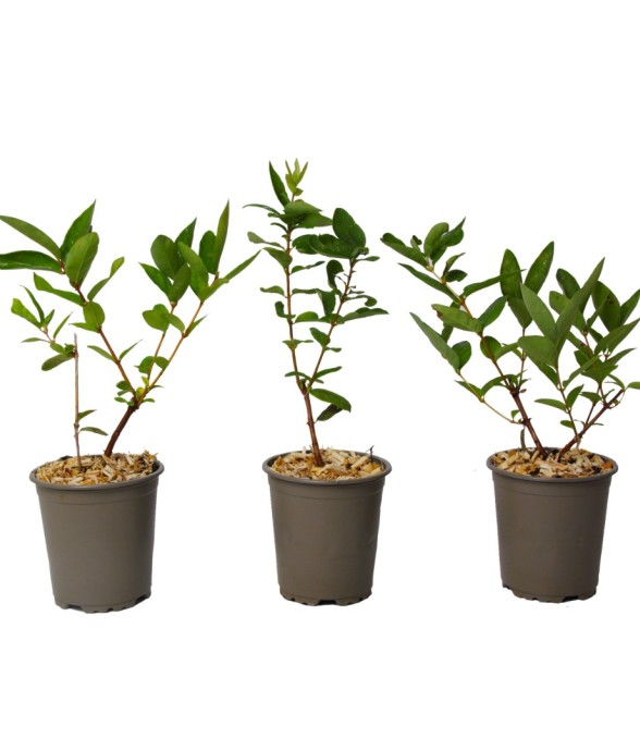 Chèvrefeuille - Set de 3 -...