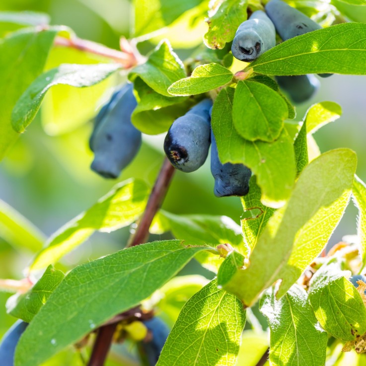 Chèvrefeuille - Set de 3 - Lonicera kamtchatica - Hauteur 25-40cm - ⌀9cm