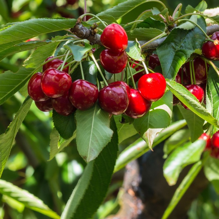 Cerisier - Prunus avium 'Stella' - Cerise douce - Hauteur 90-110cm - ⌀23cm