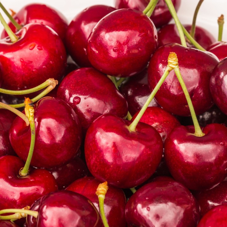 Cerisier - Prunus avium 'Stella' - Cerise douce - Hauteur 90-110cm - ⌀23cm