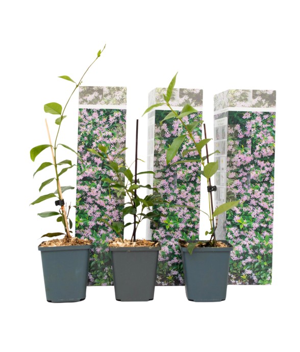 Jasmin étoilé - Set de 3 -...