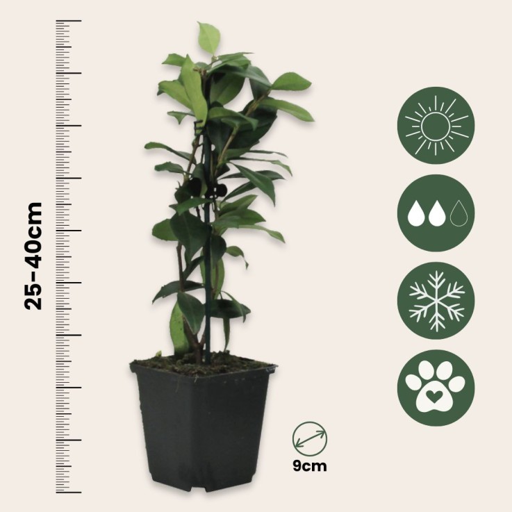 Jasmin étoilé - Set de 3 - Trachelospermum jasminoides - Hauteur 25-40cm - ⌀9cm